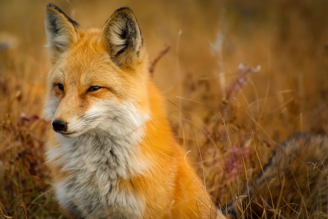 Fox Village In Japan